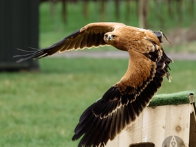 Customer Photo of Birds of Prey Photography